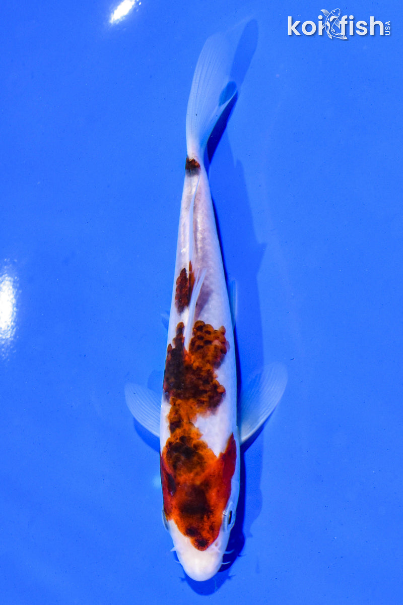 5.5" GOROMO