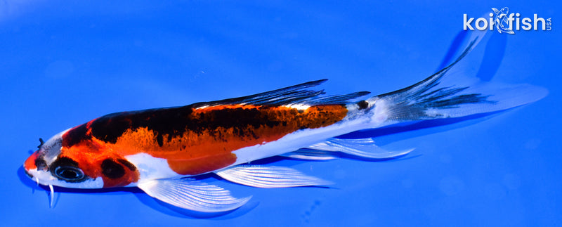 5.5" BENI KIKOKURYU BUTTERFLY