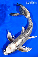 12.5" GINGA BUTTERFLY