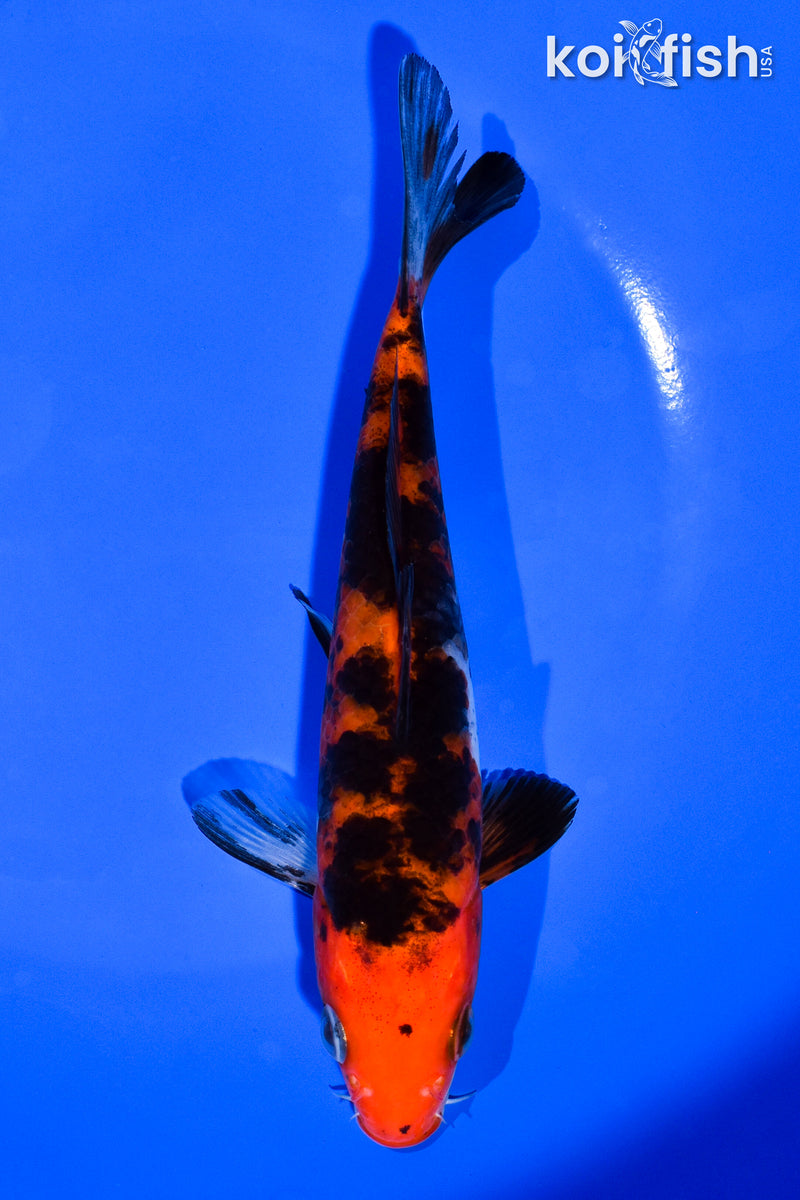 6.5" AKA SANKE