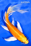 7.25" KUJAKU BUTTERFLY