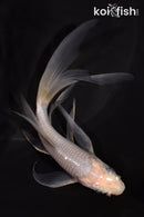 6" SOROGOI BUTTERFLY