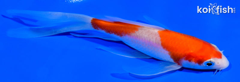 5.5" NIDAN KOHAKU BUTTERFLY