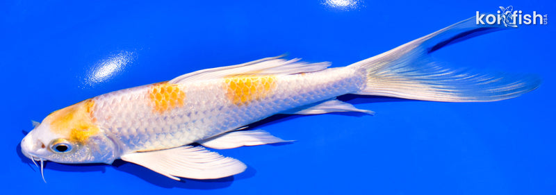 7.75" HARIWAKE BUTTERFLY