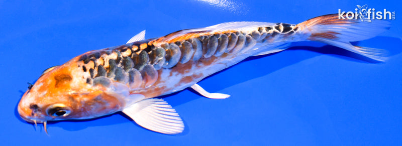 5.5" ARAGOKE HEISEI NISHIKI