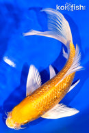 7" GINRIN YAMABUKI OGON BUTTERFLY