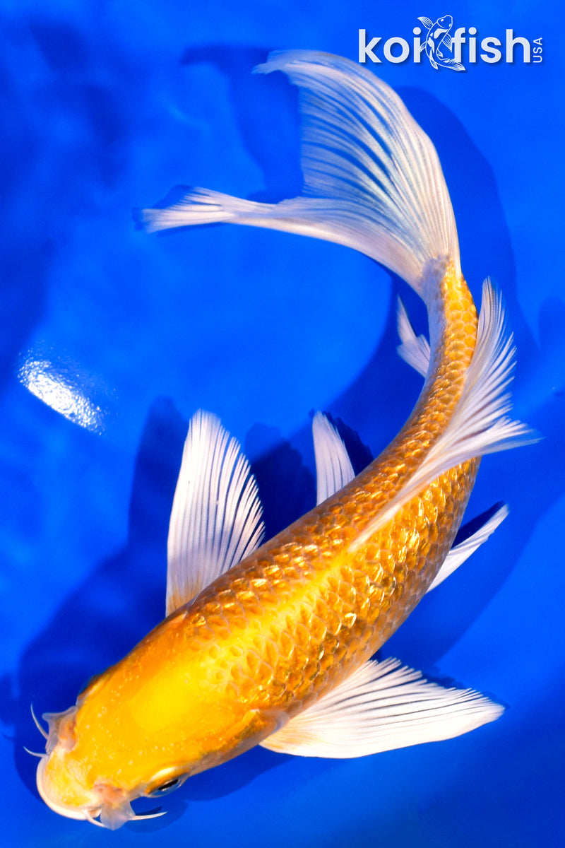 7" GINRIN YAMABUKI OGON BUTTERFLY