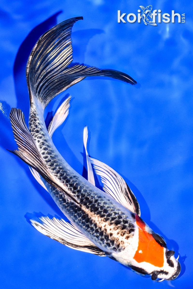 7" KUJAKU BUTTERFLY