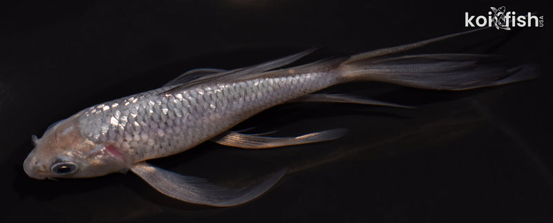 5.25" GINRIN SORAGOI BUTTERFLY