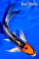 5.25" BENI KIKOKURYU BUTTERFLY