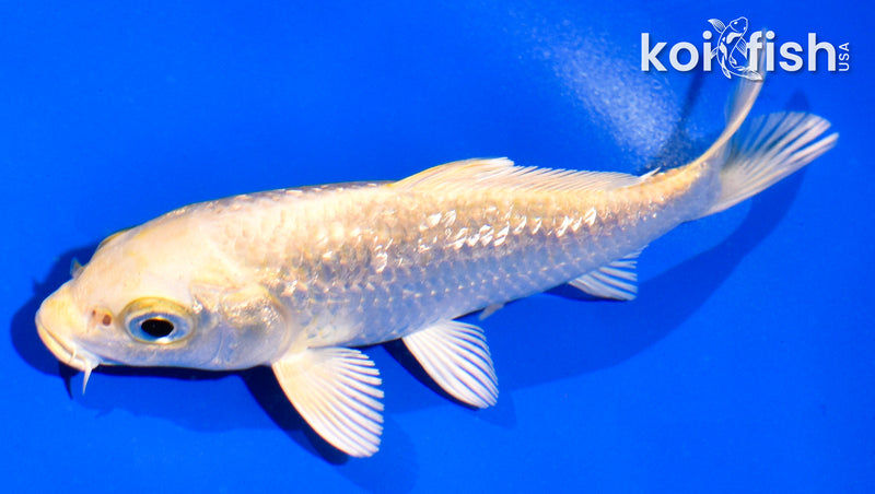 4.5" GINRIN YAMABUKI OGON