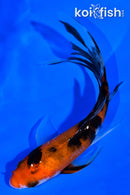 5" AKA SANKE BUTTERFLY