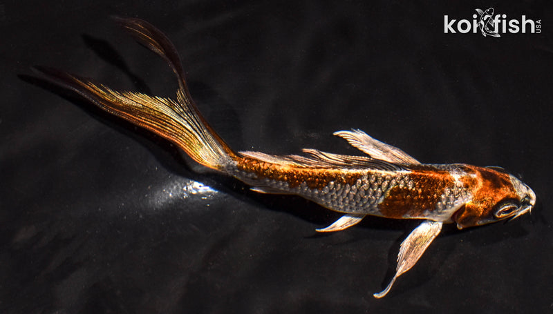 5.5" GINRIN BENI GINGA BUTTERFLY