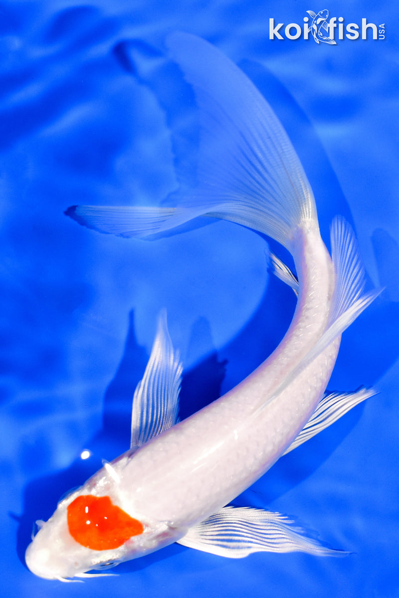 6.75" TANCHO HARIWAKE BUTTERFLY