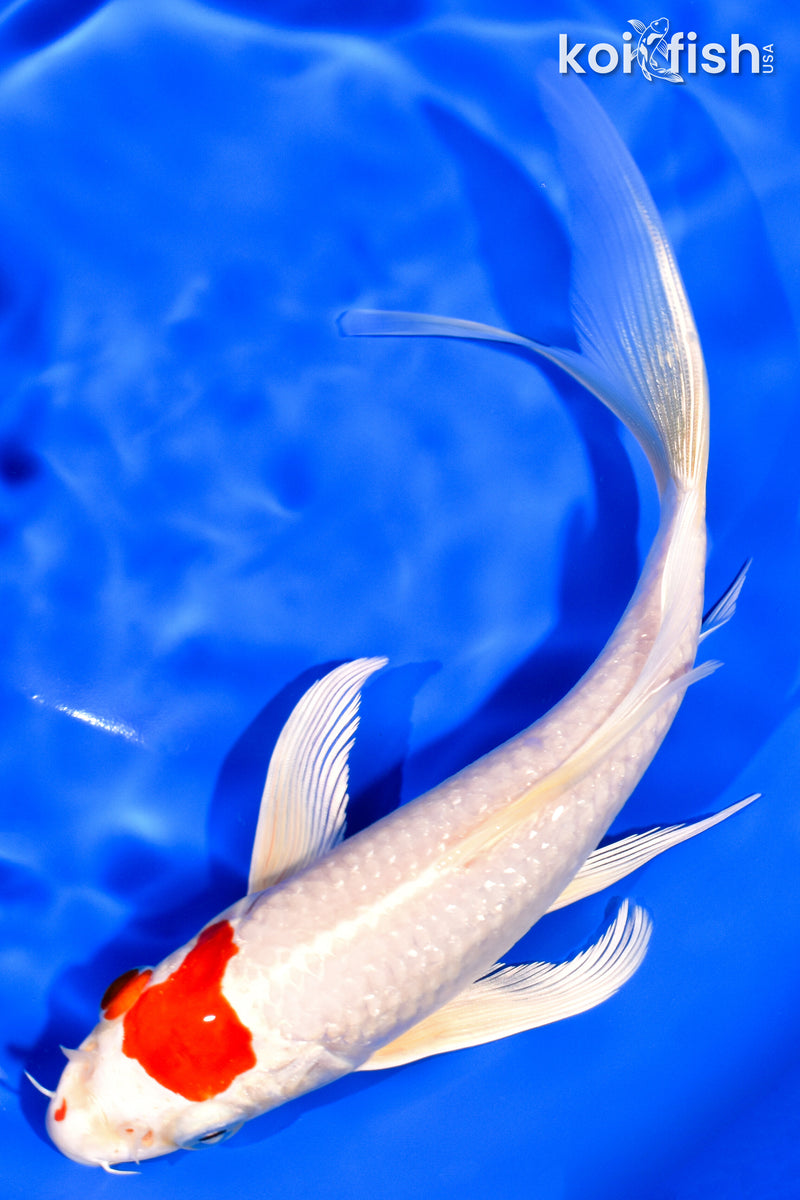 7.25" HARIWAKE BUTTERFLY