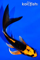 4.25" DOITSU ORENJI MATSUBA BUTTERFLY