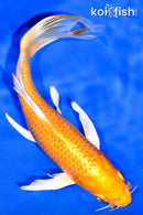 7.75" ORENJI OGON BUTTERFLY