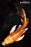 7.25" ORENJI MATSUBA BUTTERFLY