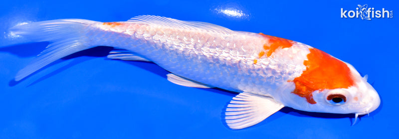 6.5" GINRIN HARIWAKE