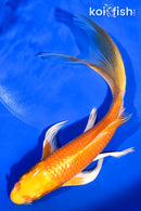 8" ORENJI OGON BUTTERFLY