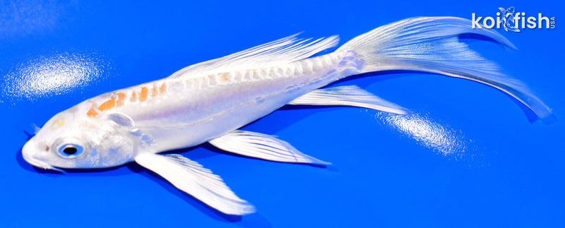 6" DOITSU HARIWAKE BUTTERFLY