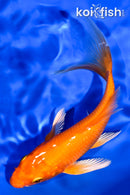 5.5" ORENJI OGON BUTTERFLY