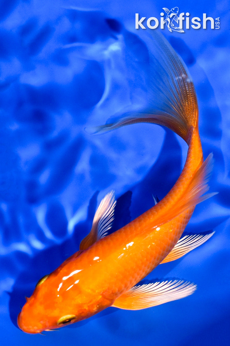 5.5" ORENJI OGON BUTTERFLY