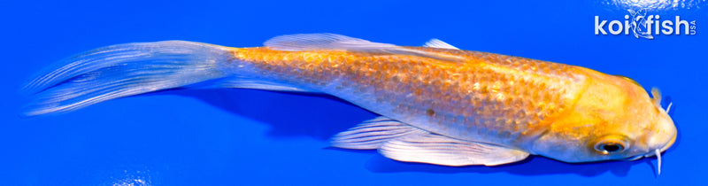 4.75" GINRIN YAMABUKI OGON BUTTERFLY