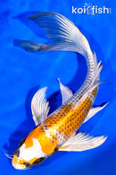 7.5" KUJAKU BUTTERFLY