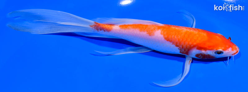 7.75" KOHAKU BUTTERFLY