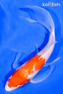 6.75" KOHAKU BUTTERFLY
