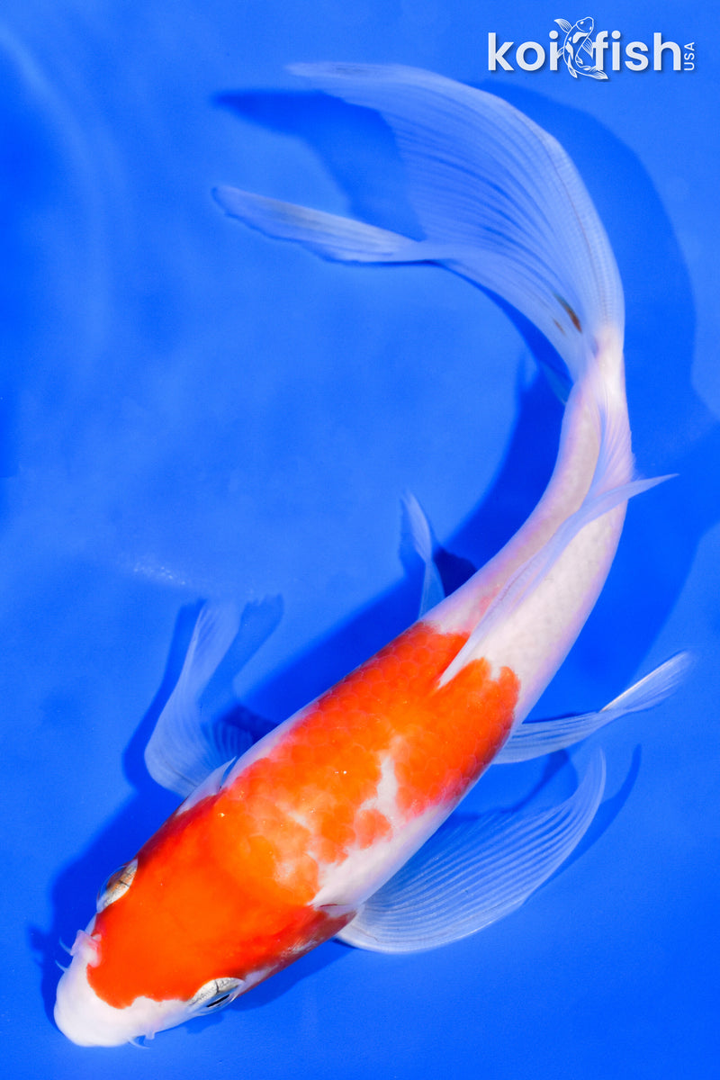 6.75" KOHAKU BUTTERFLY