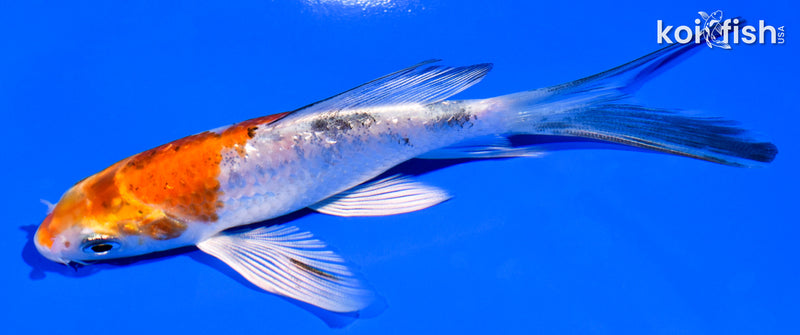 4.75" GINRIN YAMATO NISHIKI BUTTERFLY