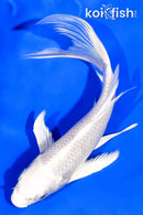 5.5" PLATINUM OGON BUTTERFLY