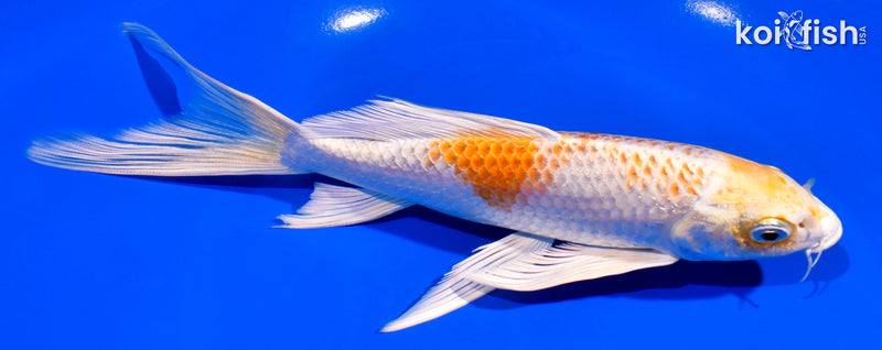 7.25" HARIWAKE BUTTERFLY