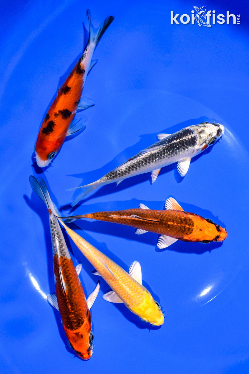 PACK OF (5) 4-5" STANDARD KOI