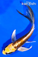 5.5" KIN KIKOKURYU BUTTERFLY