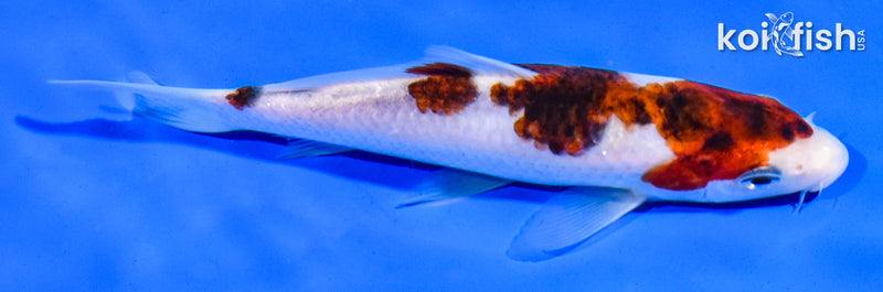 5.5" GOROMO