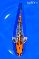 6.75" GINRIN BENI GINGA