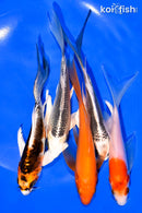PACK OF (5) 5-6" BUTTERFLY KOI
