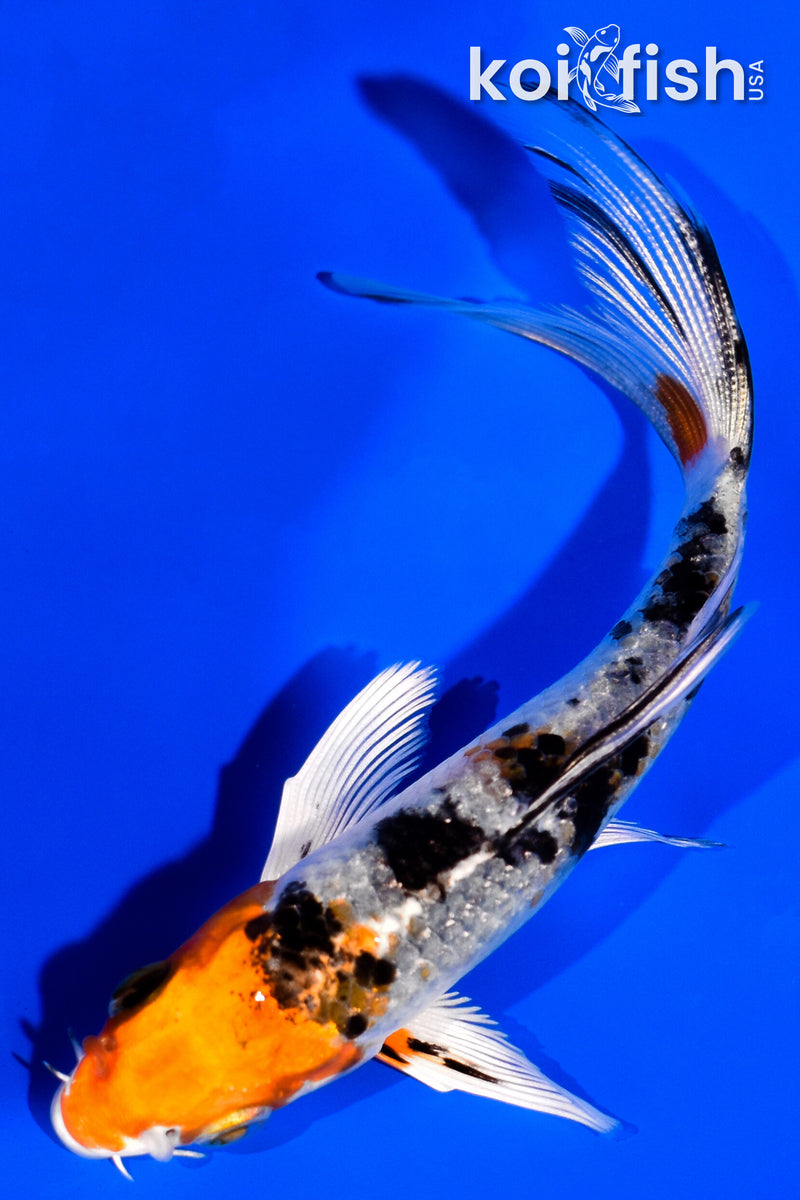 4.25" YAMATO NISHIKI BUTTERFLY