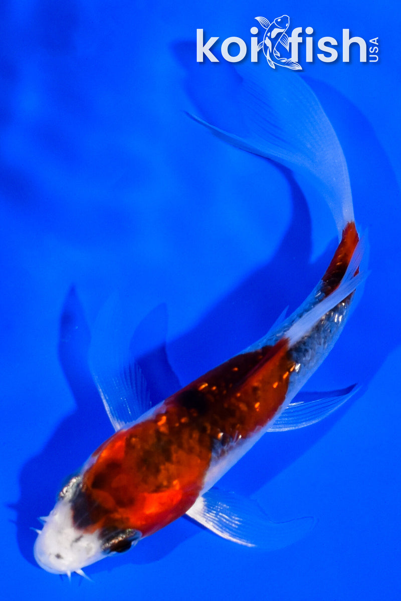 3.75" GINRIN GOSHIKI BUTTERFLY
