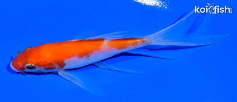 4.25" KOHAKU BUTTERFLY