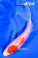 5.5" KOHAKU BUTTERFLY