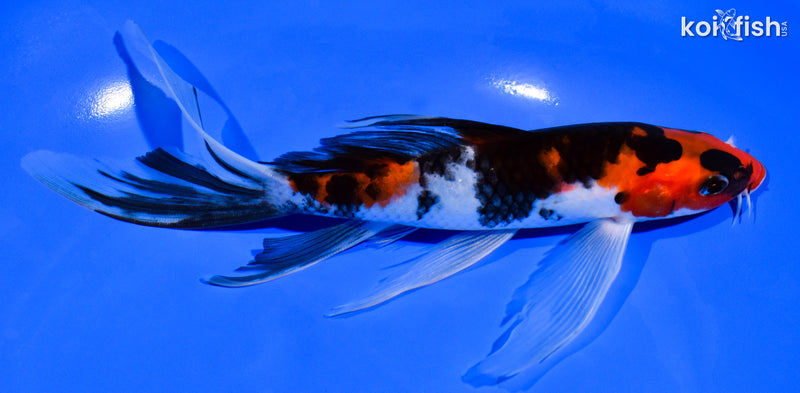 7.5" SANKE BUTTERFLY