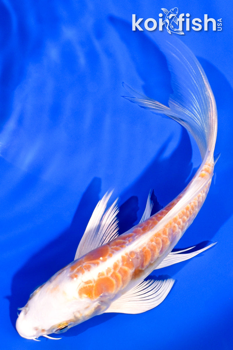 5.25" ARAGOKE KIKUSUI BUTTERFLY