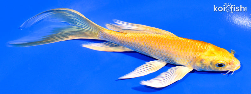 6.25" YAMABUKI OGON BUTTERFLY