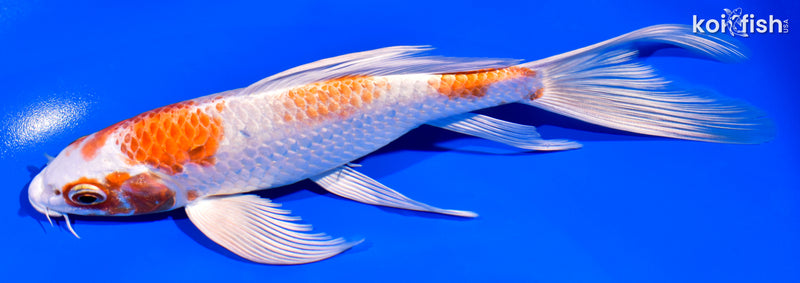 7.75" HARIWAKE BUTTERFLY