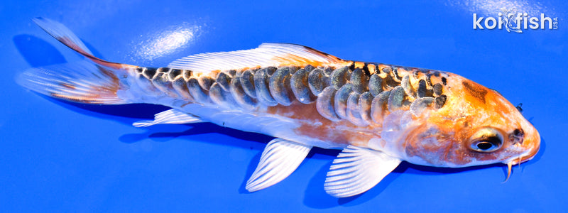 5.5" ARAGOKE HEISEI NISHIKI