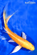 7" YAMABUKI OGON BUTTERFLY